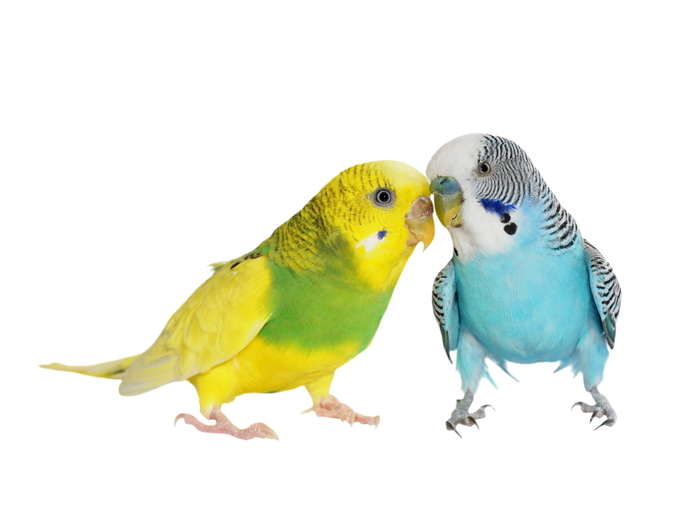Two pet Budgies