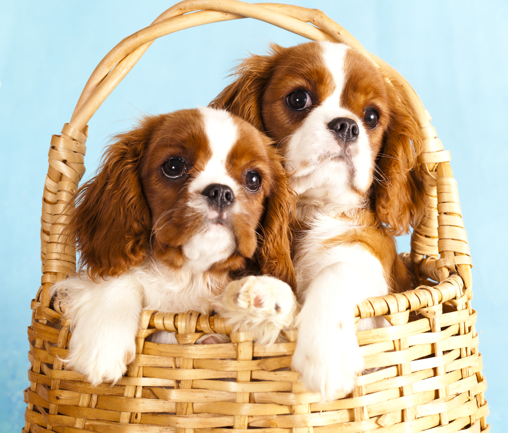 Cavalier King Charles Spaniel