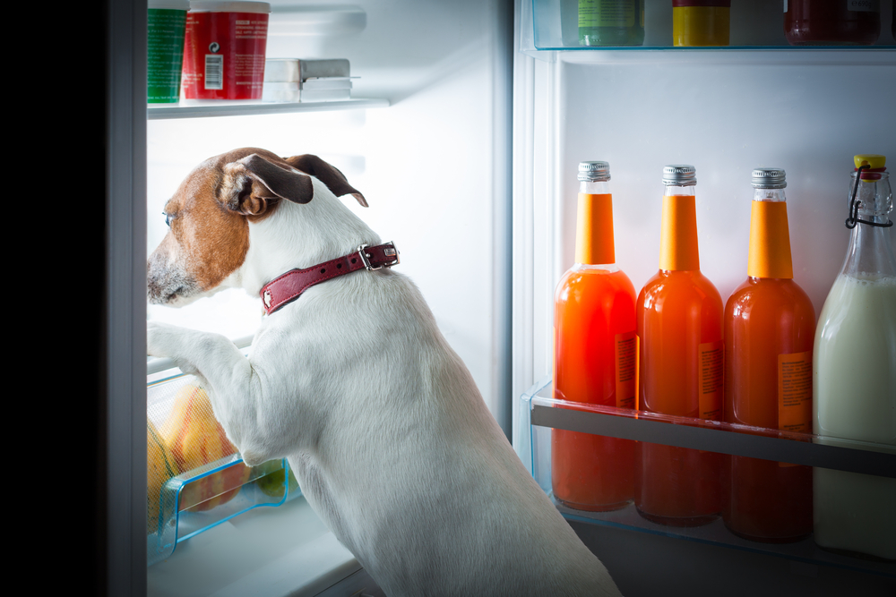 dog in office fridge