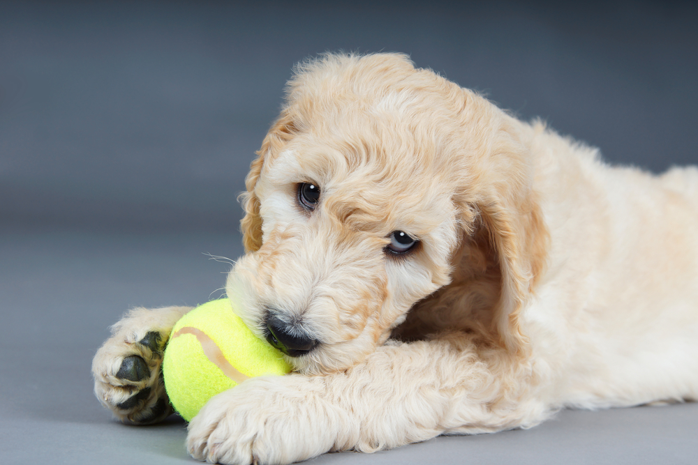 Designer Goldendoodle with a work ball