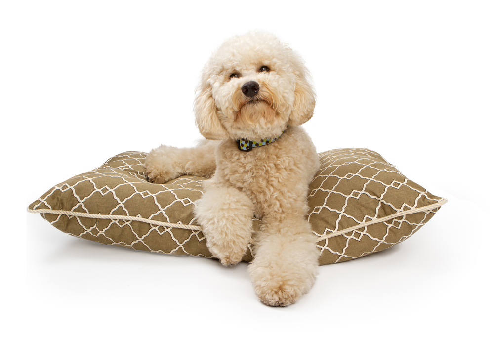 Labradoodle in office on luxury bed