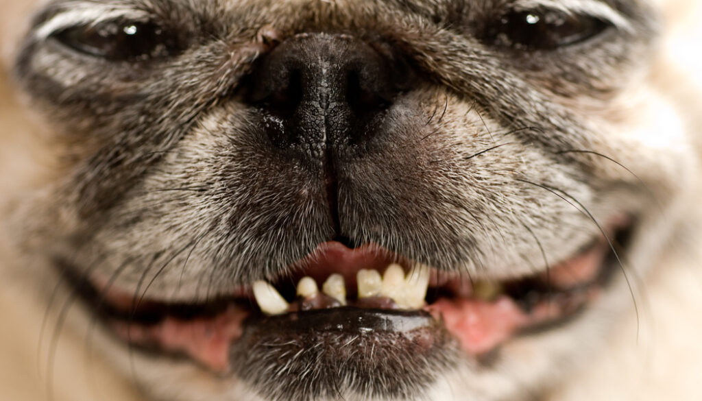 happy pug in the office