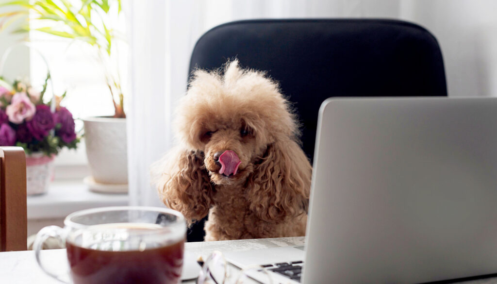 are poodles needy dogs more than average