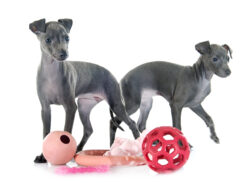 puppies Italian greyhound