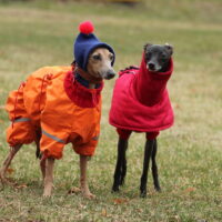 are Italian Greyhounds good for first time owners?