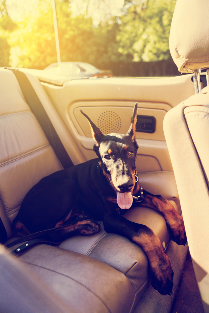 Doberman in the car, travelling with tongue out