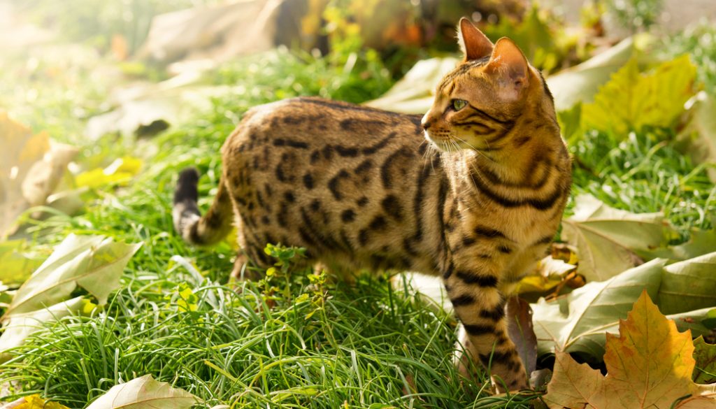 Bengal Cat Mixed