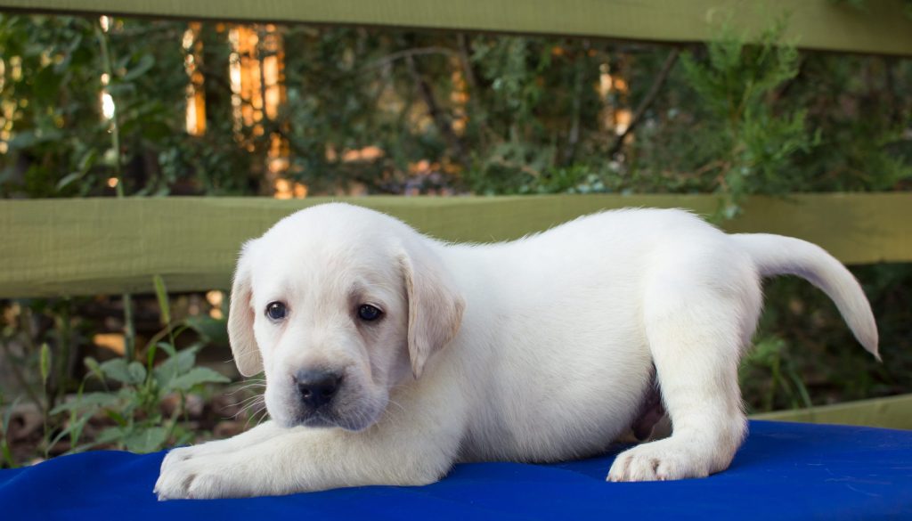 do puppies learn from older dogs