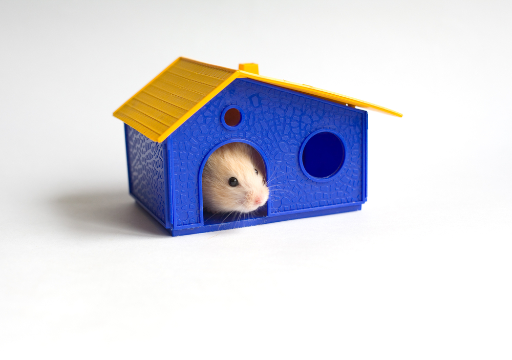 do-hamsters-get-bored-it-s-time-for-a-treat-workplace-pet