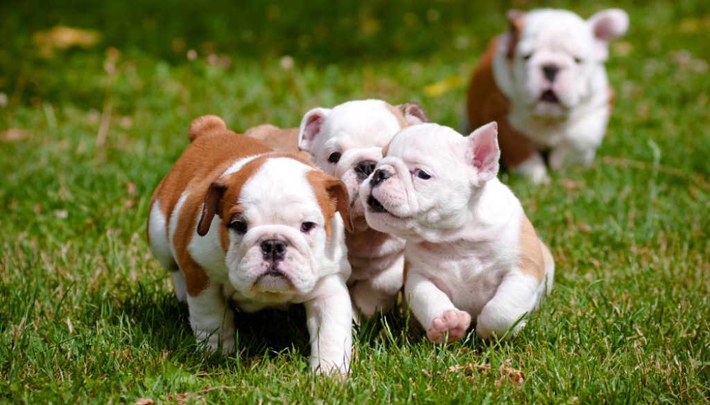 English Bulldog Puppies