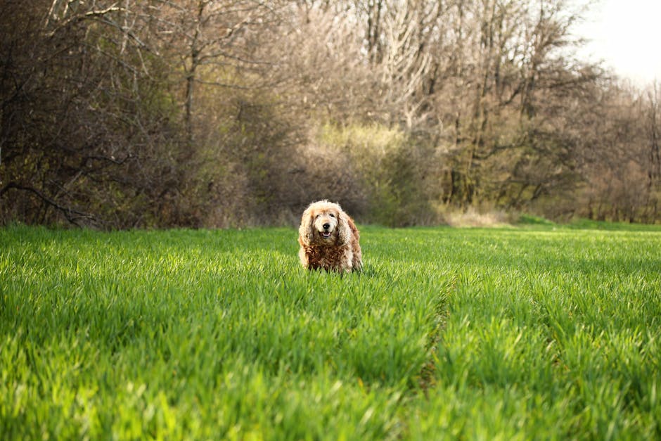 A Cocker Spaniel engaged in physical activity, running and playing fetch in a park