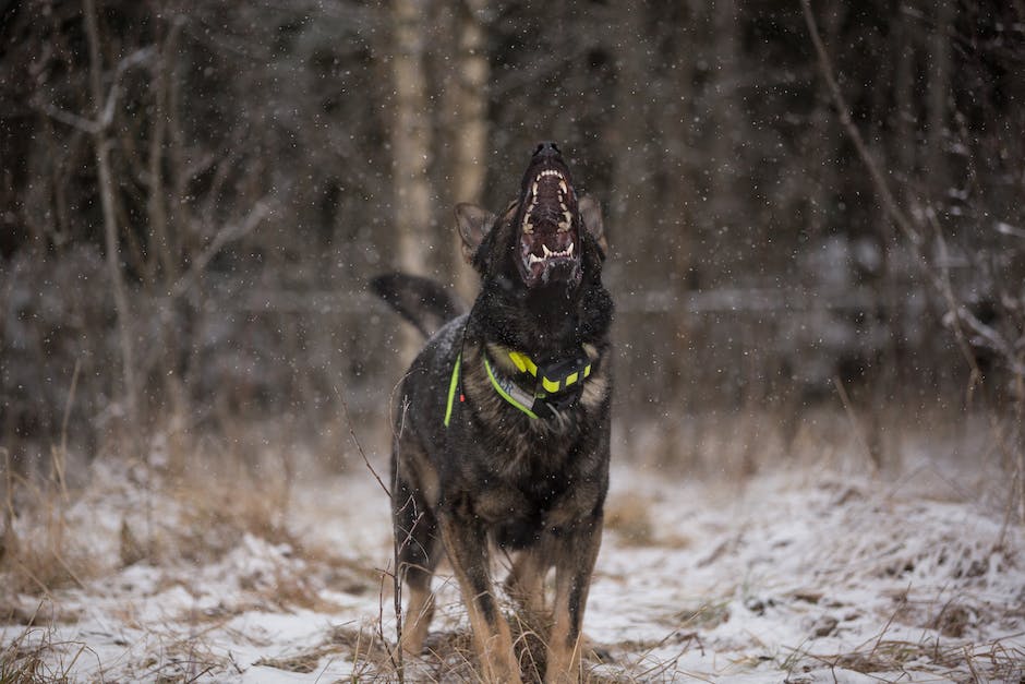 A dog barking at a stranger while wagging its tail