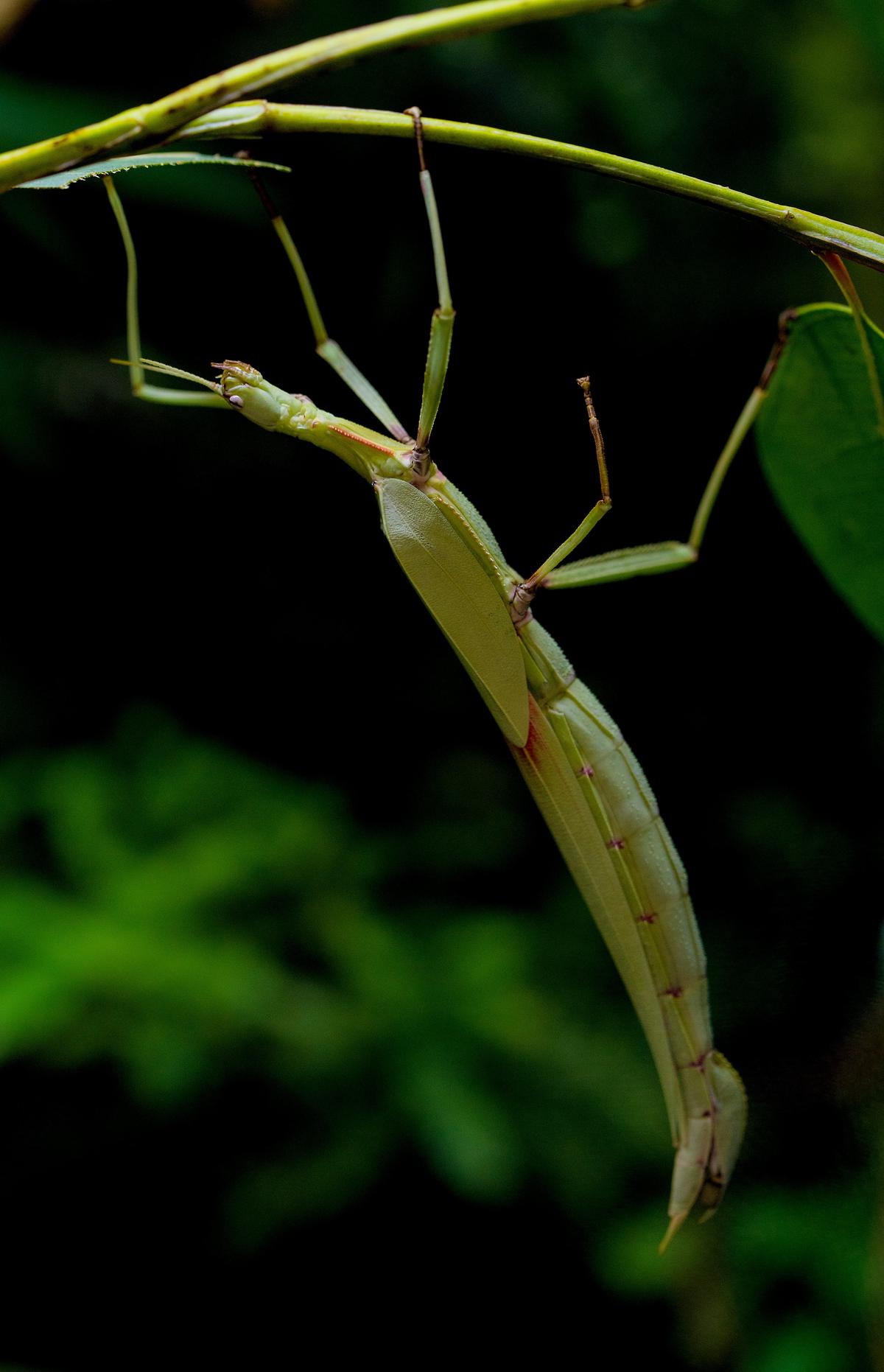 A stick insect perfectly mimicking a twig, showcasing its impressive camouflage abilities - Stick Insects are not boring