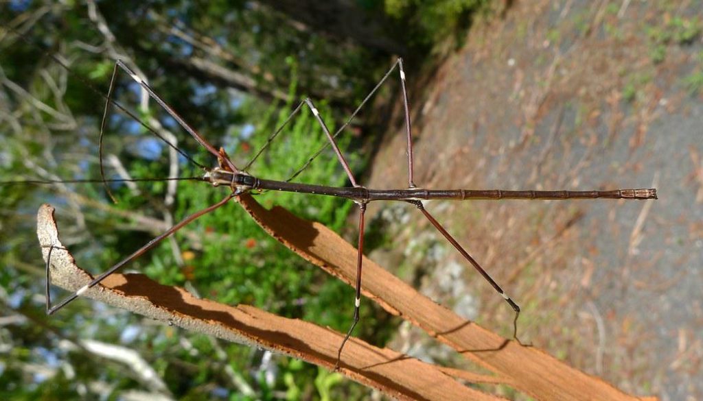 stick-insect-camouflage-masterpiece