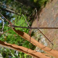 stick-insect-camouflage-masterpiece