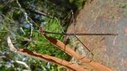 stick-insect-camouflage-masterpiece