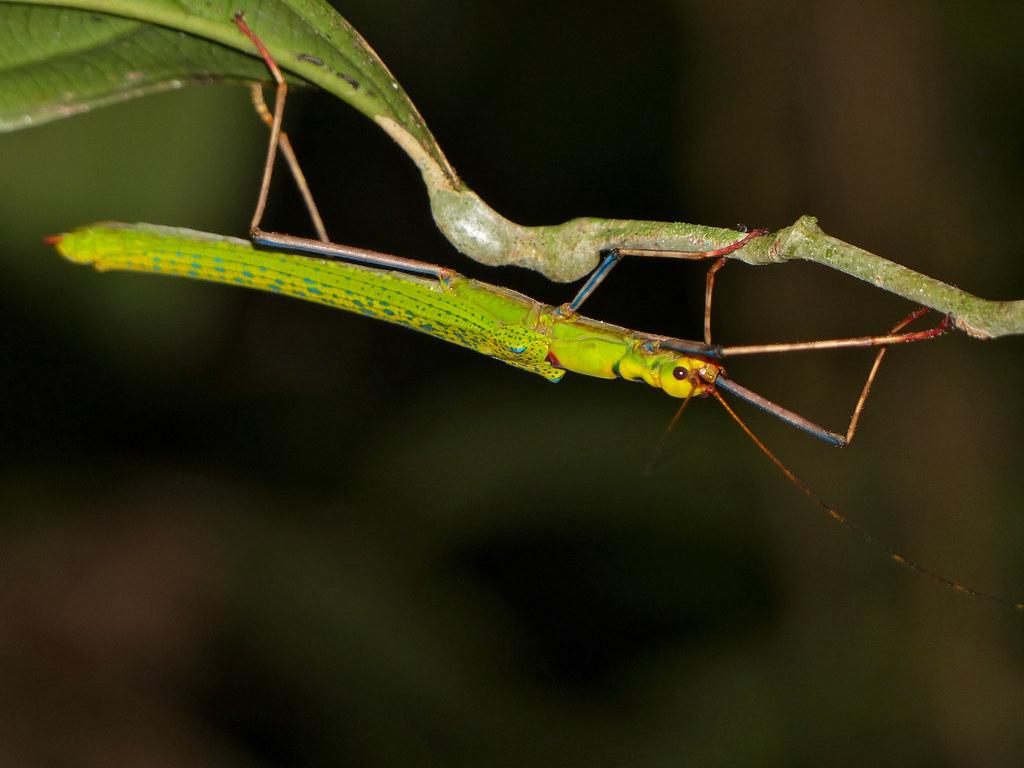 A well-camouflaged stick insect barely visible among leaves and twigs in its natural habitat - Stick Insects are not boring