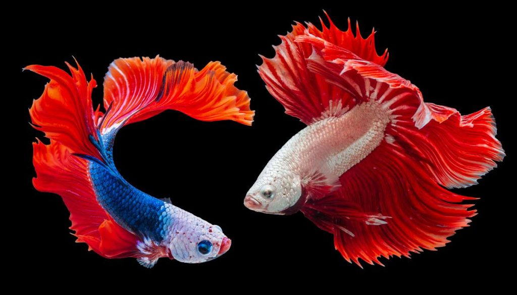 two-male-bettas-facing-off