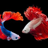 two-male-bettas-facing-off