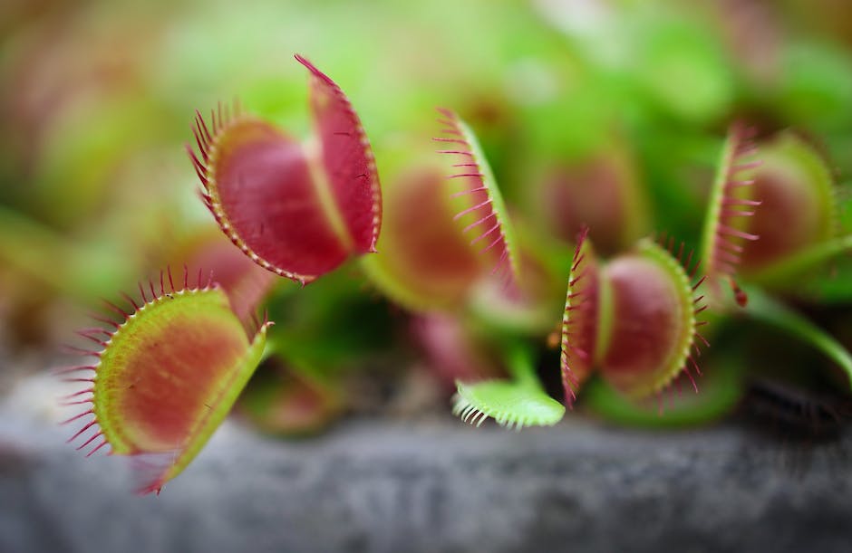 Image of Venus Flytrap plant in healthy condition